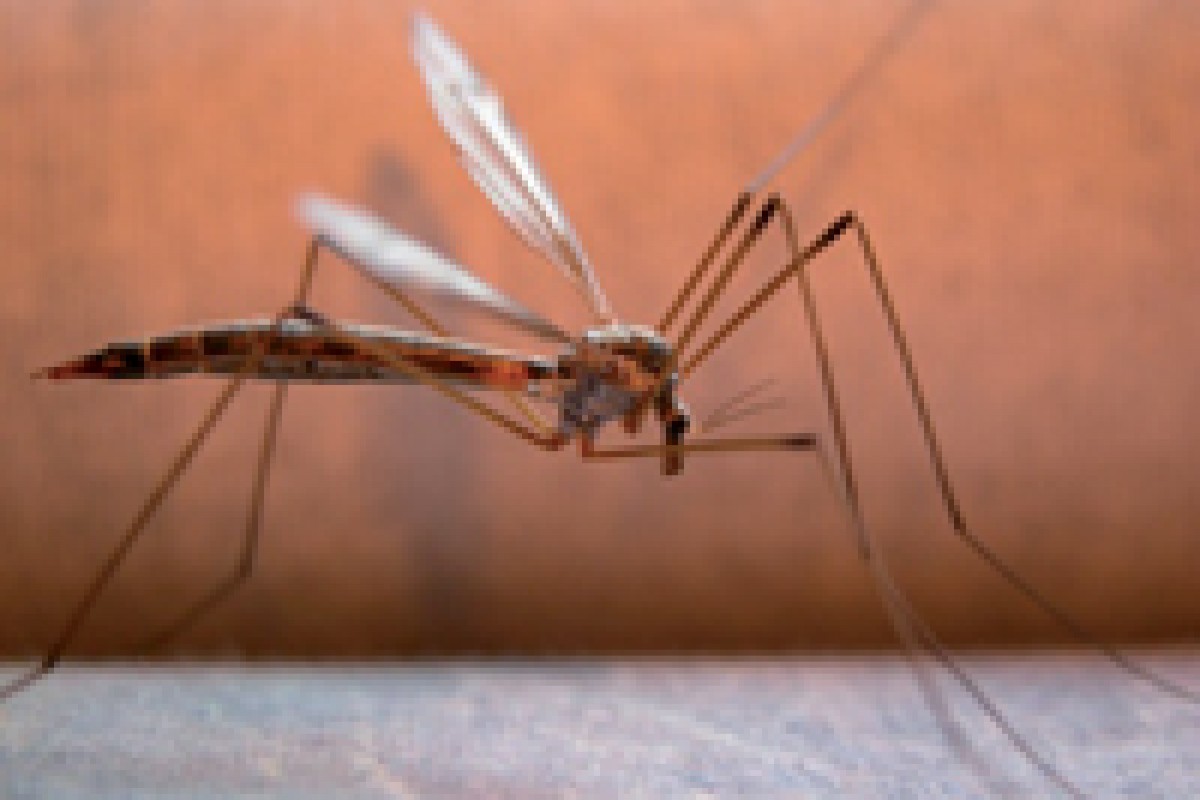 Terrore per la febbre Dengue