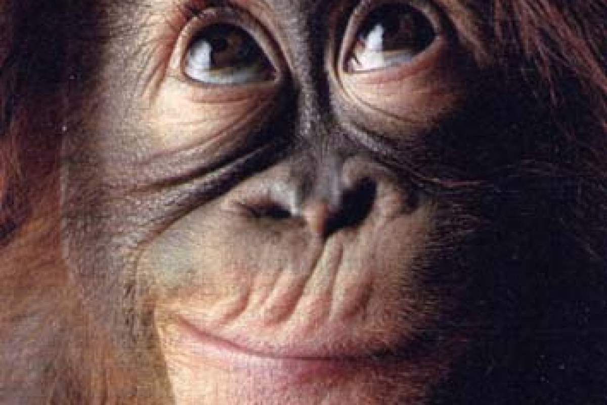 Quando le scimmie hanno personalità