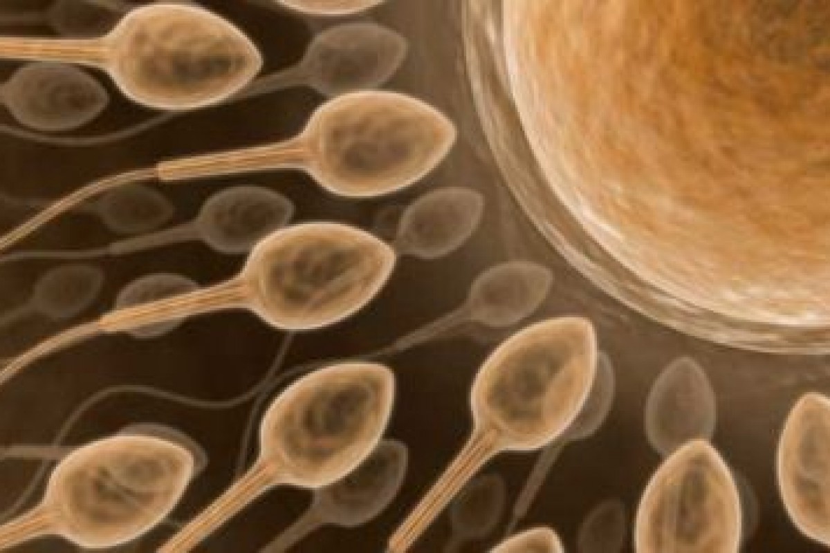 Primo video 3-D di spermatozoi umani viventi
