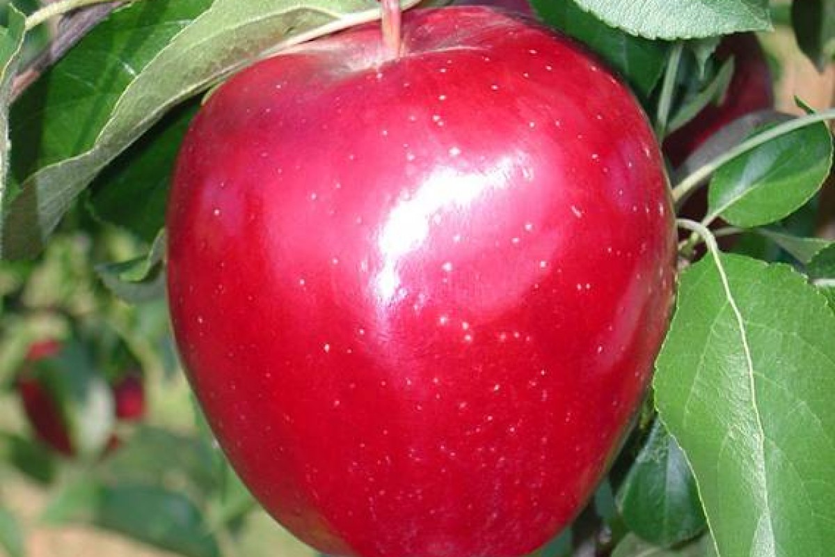 La mela non è ‘peccato’ anzi è afrodisiaca per le donne
