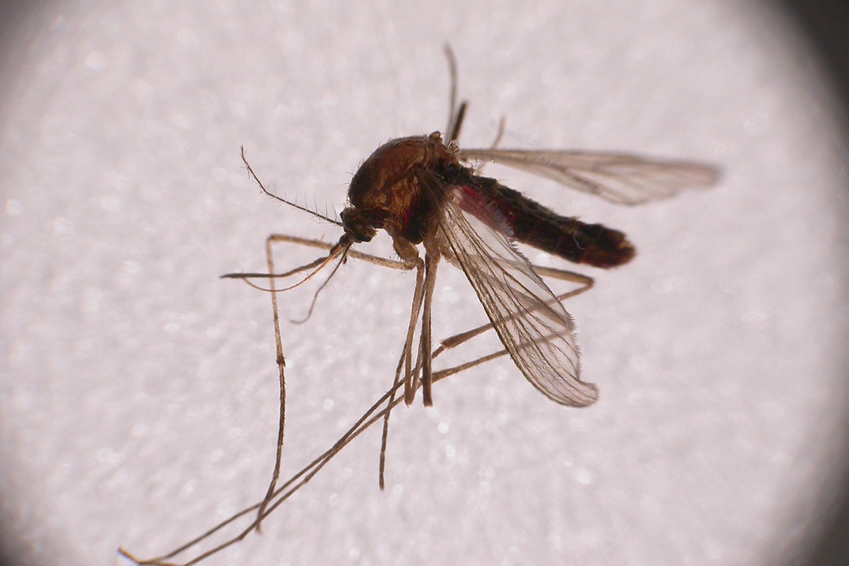 Anticimex: il virus Zika si può e si deve prevenire