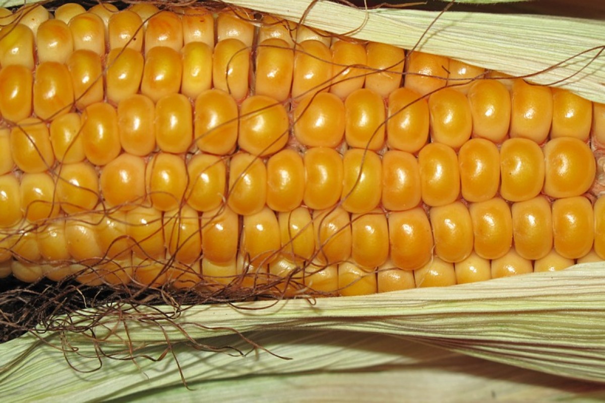 OGM: Le cose da sapere per capire se fanno male o no