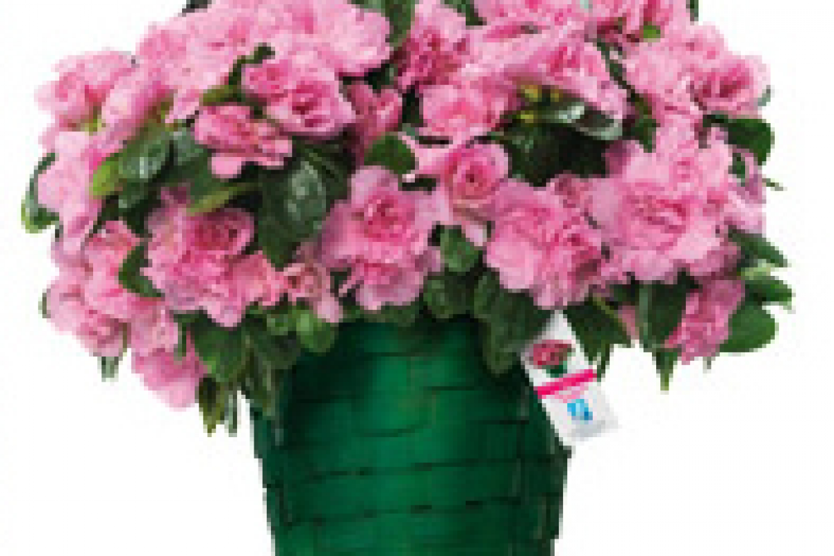 Festa della Mamma. Torna l’appuntamento con l’Azalea della Ricerca