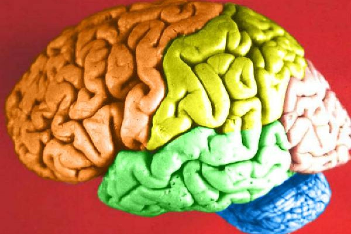 Le bugie lasciano ‘impronte digitali’ nel cervello