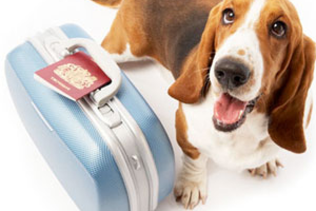 Viaggiare a 4 zampe