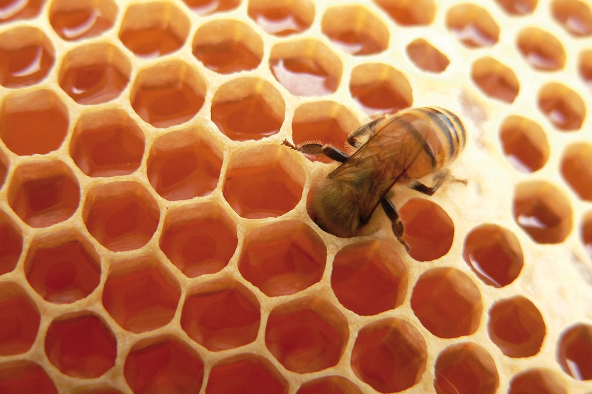 Miele di melata, il manuka italiano dalle superproprietà antibatteriche e nutritive