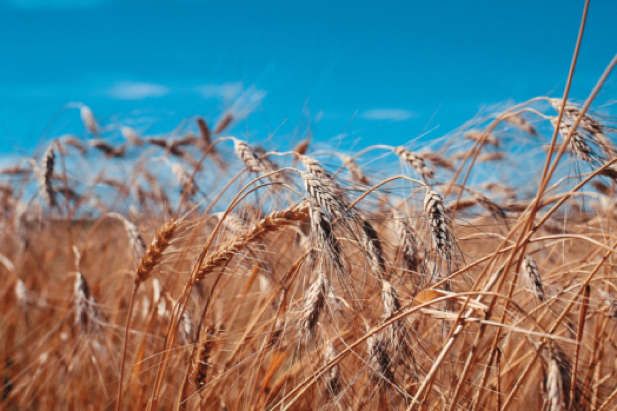 Una dieta a base di grano khorasan KAMUT