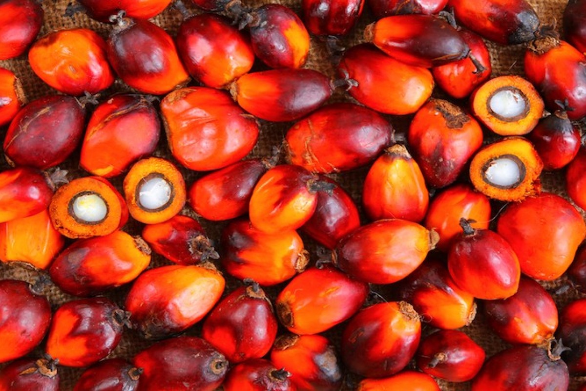 Olio di palma: dal biberon agli snack