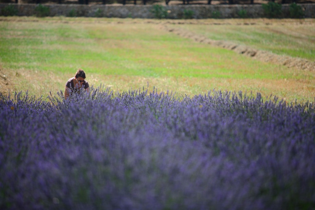 Lavanda3